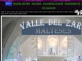 Bichón maltés Valledelzar